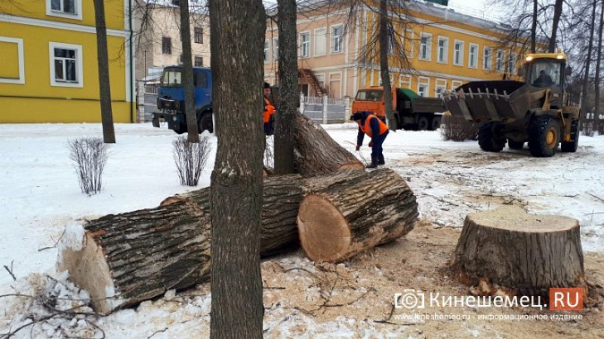 На Волжском бульваре завершается большая санитарная вырубка фото 7