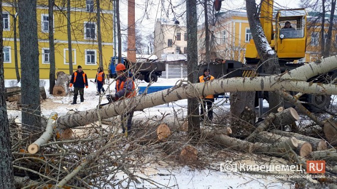На Волжском бульваре завершается большая санитарная вырубка фото 9