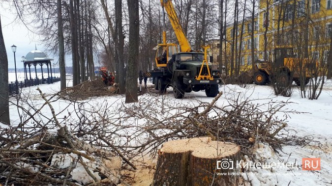 На Волжском бульваре завершается большая санитарная вырубка фото 5