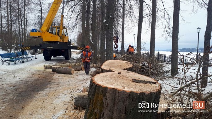 На Волжском бульваре завершается большая санитарная вырубка фото 2