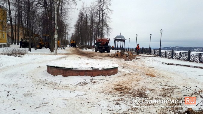 На Волжском бульваре завершается большая санитарная вырубка фото 3