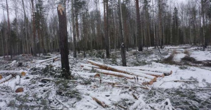 Совет Федерации дал рекомендации по сбору валежника фото 8