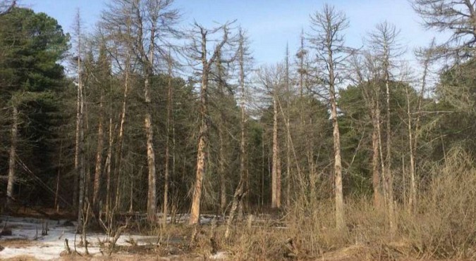 Совет Федерации дал рекомендации по сбору валежника фото 5