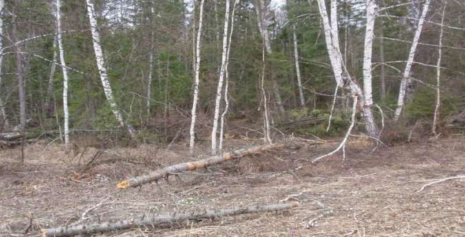 Совет Федерации дал рекомендации по сбору валежника фото 2