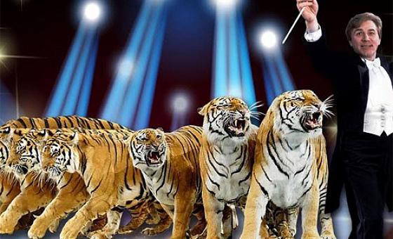 Уникальные королевские тигры с о.Суматра в Ивановском цирке фото 2