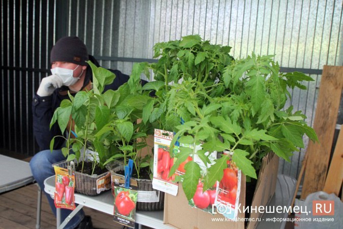 На вещевом рынке Кинешмы открылся садовый центр фото 12