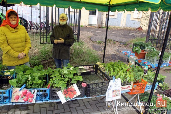 На вещевом рынке Кинешмы открылся садовый центр фото 8