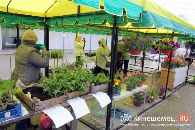 На вещевом рынке Кинешмы открылся садовый центр фото 2