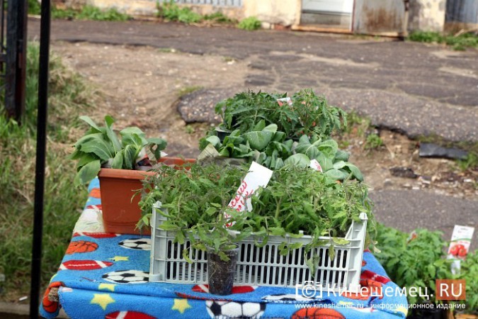 На вещевом рынке Кинешмы открылся садовый центр фото 9