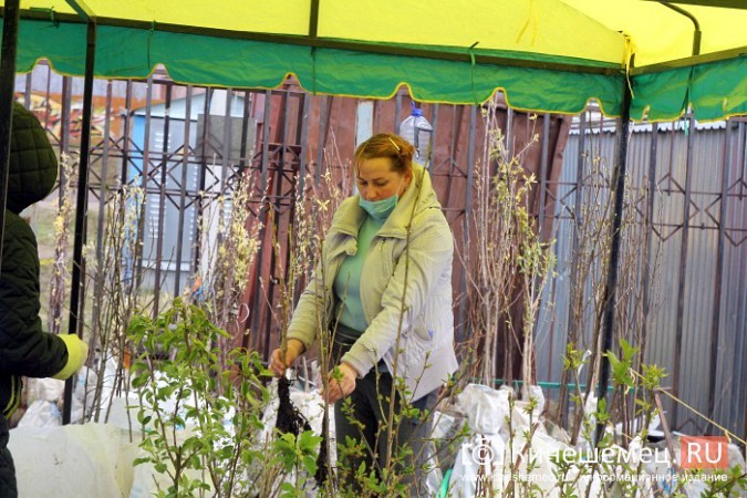 На вещевом рынке Кинешмы открылся садовый центр фото 11
