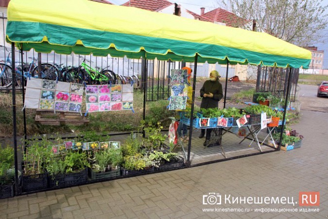 На вещевом рынке Кинешмы открылся садовый центр фото 7