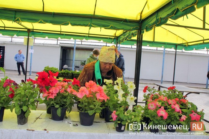 На вещевом рынке Кинешмы открылся садовый центр фото 17