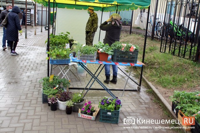 На вещевом рынке Кинешмы открылся садовый центр фото 4