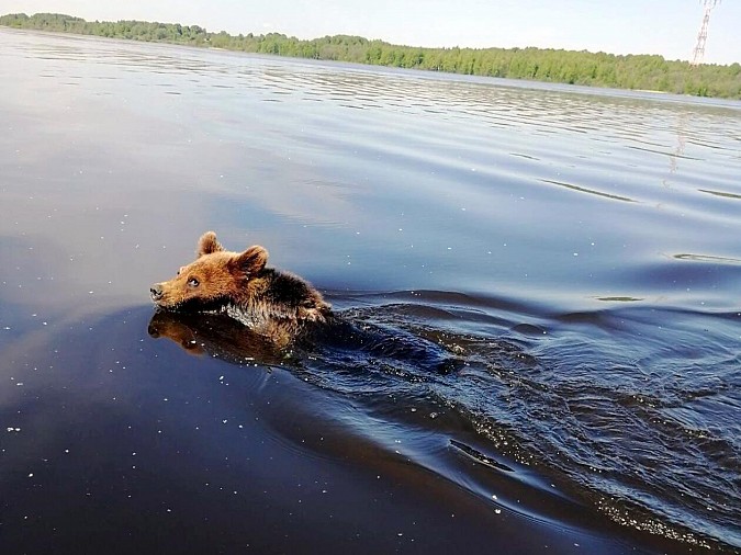 В районе Наволок жители запечатлели переплывающего Волгу медведя фото 2