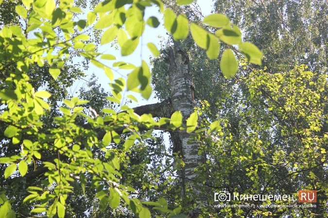 В Кинешме сохранилась береза, где возможно повис парашют летчика Алексея Сорнева фото 3