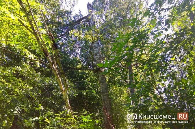 В Кинешме сохранилась береза, где возможно повис парашют летчика Алексея Сорнева фото 2