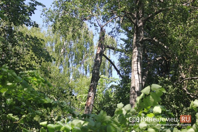 В Кинешме сохранилась береза, где возможно повис парашют летчика Алексея Сорнева фото 5