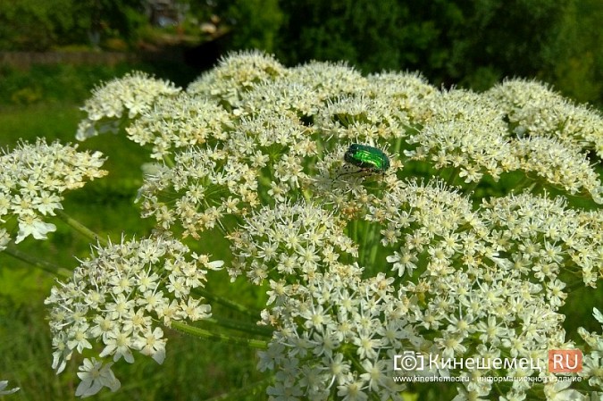 Железнодорожная насыпь на Казохе зарастает «джунглями» борщевика фото 8