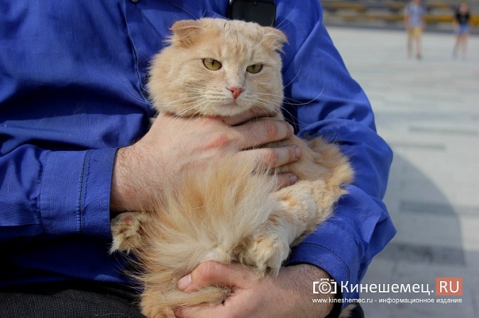 Кинешемский бизнесмен за 800 тысяч рублей пересадил почку любимой кошке фото 8