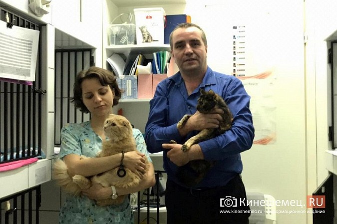 Кинешемский бизнесмен за 800 тысяч рублей пересадил почку любимой кошке фото 2
