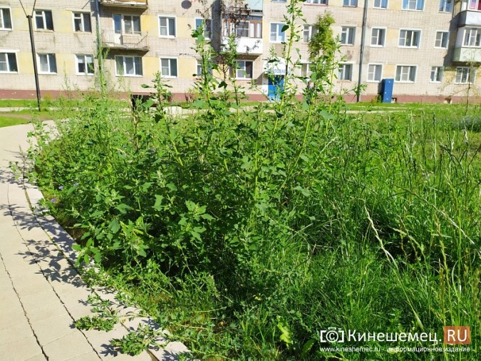 В микрорайоне «Поликор» жители просят подстричь газоны на кинешемском Арбате фото 4