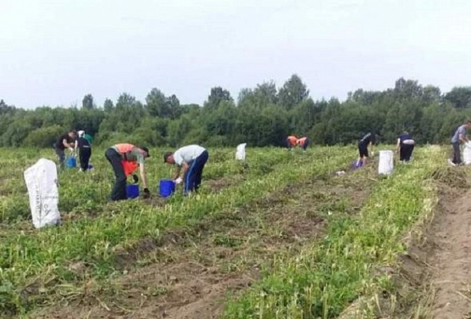 Двадцать осужденных в Кинешемском районе собрали за день 6,5 тонн картофеля фото 2
