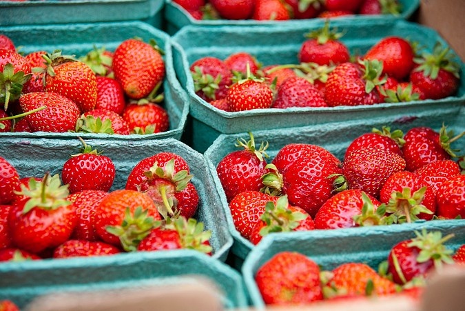 Пчеловоды съехались в Иваново на Медовый спас фото 8