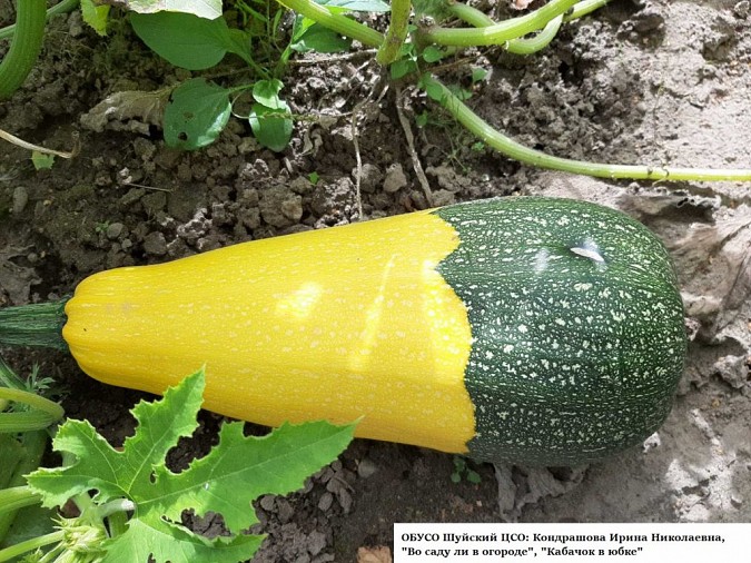 В Наволоках прошло онлайн-мероприятие для огородников фото 5