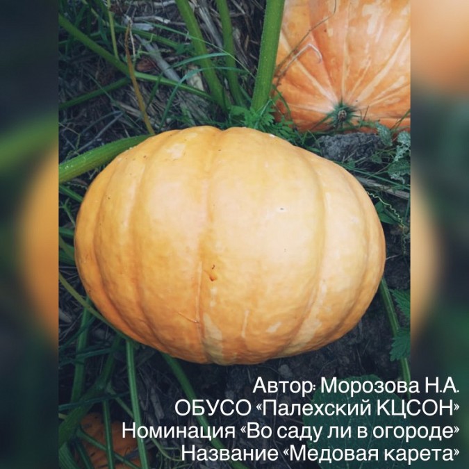 В Наволоках прошло онлайн-мероприятие для огородников фото 11