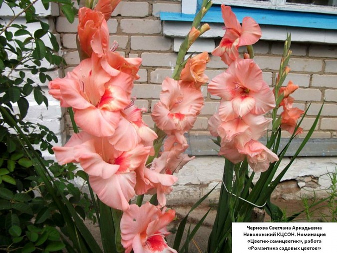 В Наволоках прошло онлайн-мероприятие для огородников фото 10