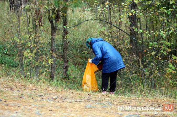 В Кинешме убрали мусор в сосновом лесу фото 6