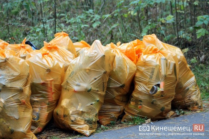В Кинешме убрали мусор в сосновом лесу фото 36