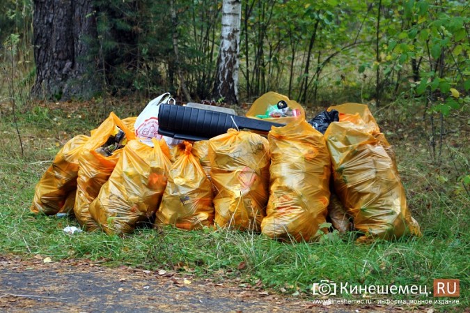 В Кинешме убрали мусор в сосновом лесу фото 8