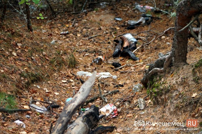 В Кинешме убрали мусор в сосновом лесу фото 5