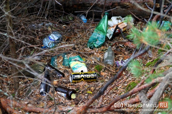 В Кинешме убрали мусор в сосновом лесу фото 2