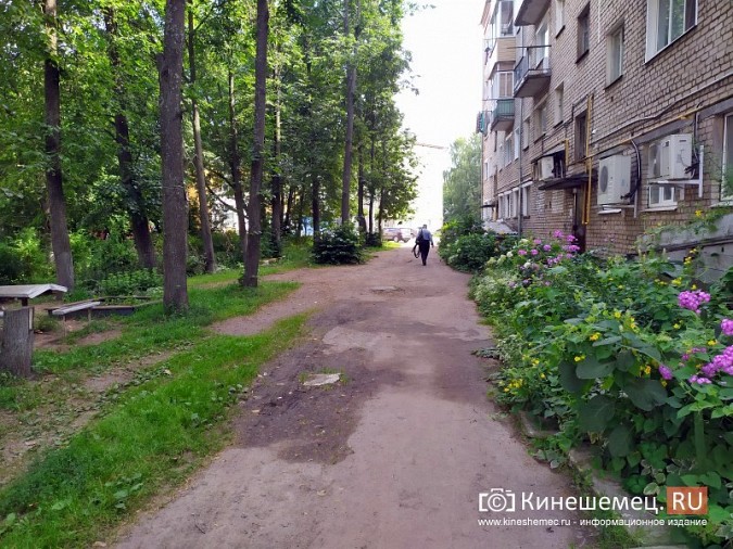 Из-за огромных деревьев в квартиры дома на ул.Островского не попадает свет фото 6