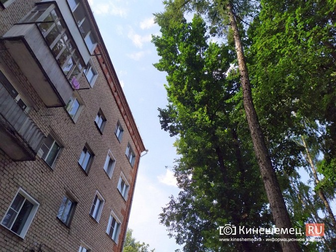Из-за огромных деревьев в квартиры дома на ул.Островского не попадает свет фото 2