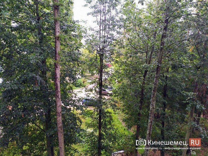 Из-за огромных деревьев в квартиры дома на ул.Островского не попадает свет фото 7