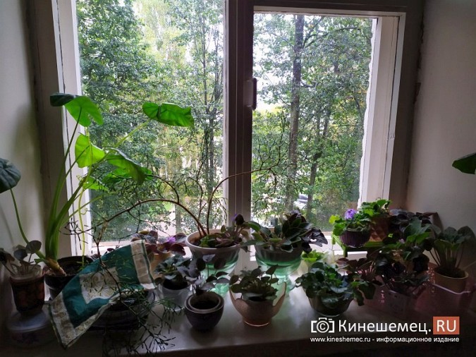 Из-за огромных деревьев в квартиры дома на ул.Островского не попадает свет фото 4