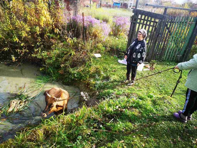 В Ивановской области спасли провалившуюся в болото корову фото 4
