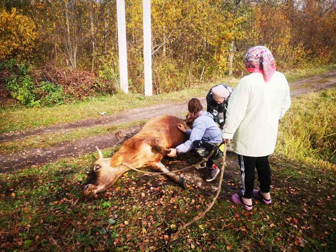 В Ивановской области спасли провалившуюся в болото корову фото 2