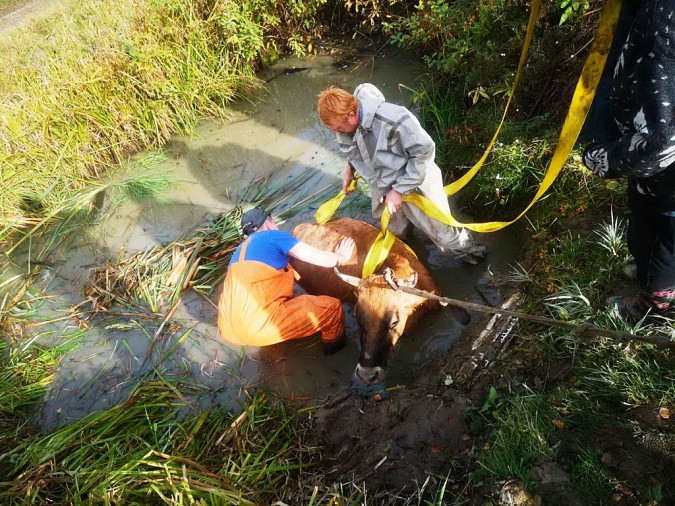 В Ивановской области спасли провалившуюся в болото корову фото 3