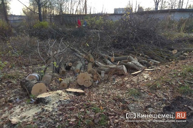 Полувековой дуб со 2-й Львовской улицы настроил жителей друг против друга фото 3