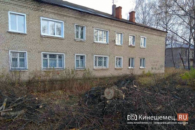 Полувековой дуб со 2-й Львовской улицы настроил жителей друг против друга фото 2