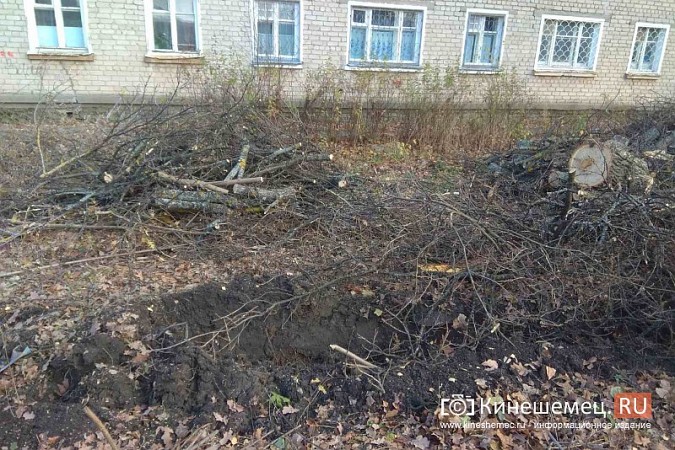 Полувековой дуб со 2-й Львовской улицы настроил жителей друг против друга фото 5