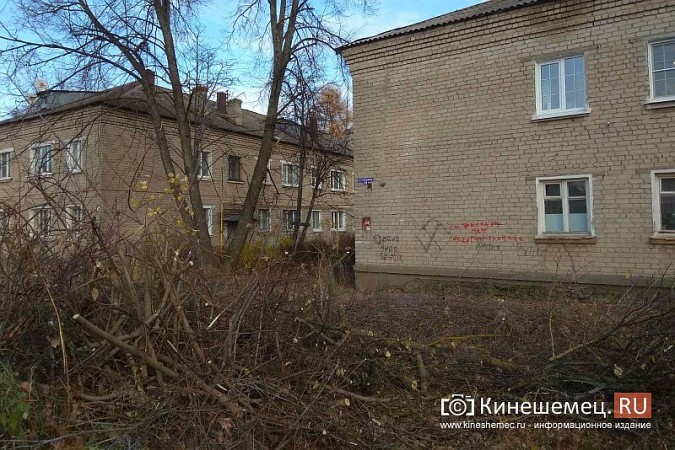 Полувековой дуб со 2-й Львовской улицы настроил жителей друг против друга фото 6