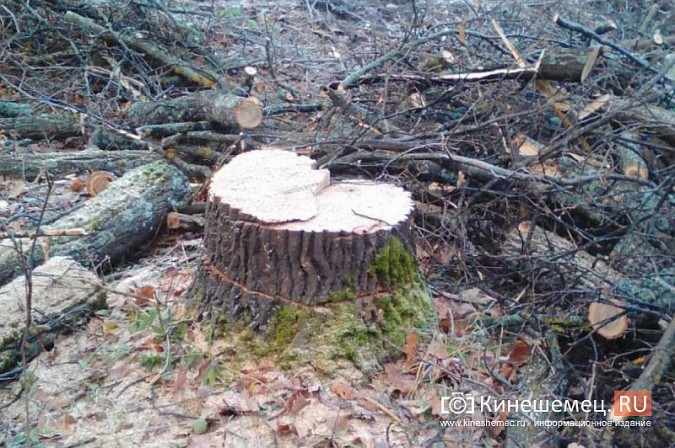 Полувековой дуб со 2-й Львовской улицы настроил жителей друг против друга фото 4