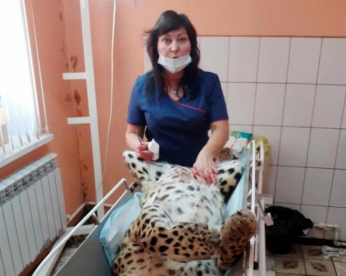 В Кинешме прооперировали самку леопарда фото 2