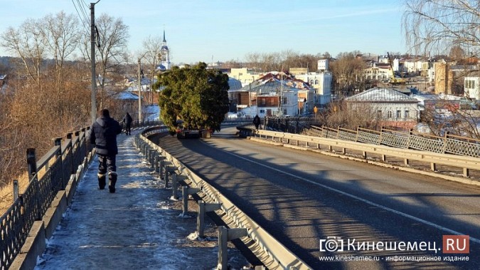 В Кинешму привезли главную новогоднюю елку фото 6
