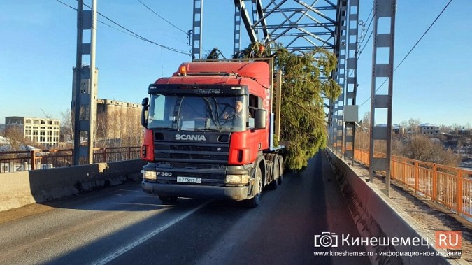 В Кинешму привезли главную новогоднюю елку фото 5